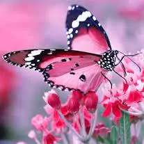whatsapp dp butterfly